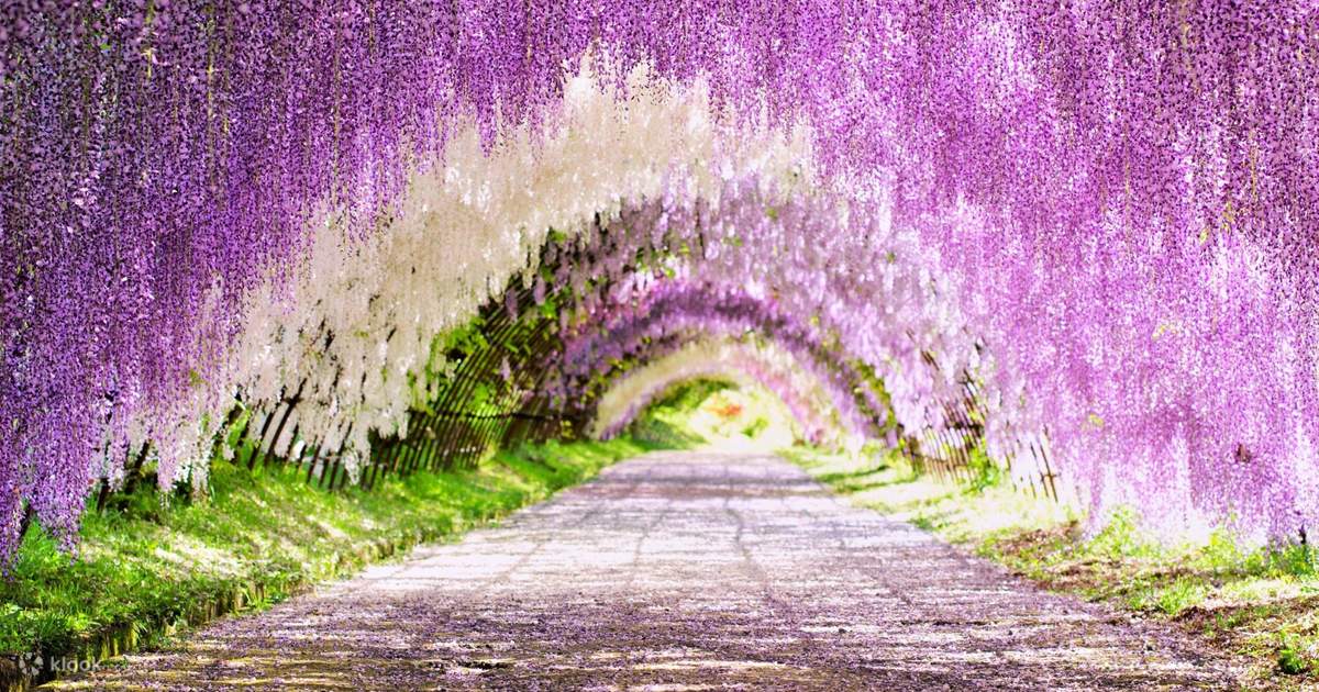 Kitakyushu - Kawachi Wisteria